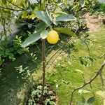Citrus japonica Fruitua