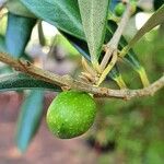 Olea europaea Fruit