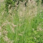 Arrhenatherum elatius 整株植物