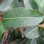 Viburnum prunifolium Leaf