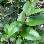 Ligustrum japonicum Blad