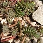 Sedum sediformeBlad