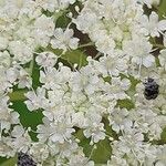 Libanotis pyrenaica 花