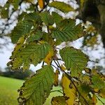 Ulmus laevis ഇല