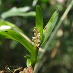 Polystachya stuhlmannii Flower