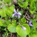 Viola reichenbachiana Φύλλο