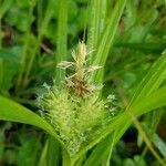 Carex lupulina 花