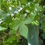 Humulus scandens Blad