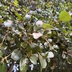Quercus agrifolia Hoja