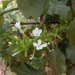 Plumbago zeylanica Flower