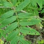 Sorbus americana Feuille