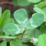 Trifolium scabrum Leaf