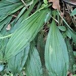 Calanthe triplicata Leaf