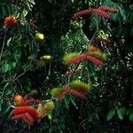 Combretum fruticosum Плід