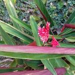 Alpinia purpurata Folha