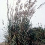 Tripidium ravennae অভ্যাস