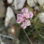 Scabiosa triandra Kukka