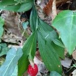 Ruscus hypoglossum Habitus