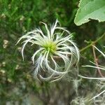 Clematis mauritiana Fruit