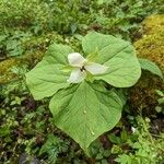 Trillium erectum برگ