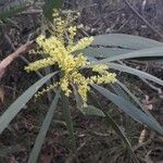 Acacia longifolia Virág