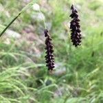 Carex ferruginea Fruit