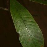 Isertia spiciformis Leaf