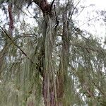 Casuarina equisetifolia Лист