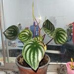 Peperomia argyreia Лист