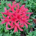 Nerine sarniensis Flor