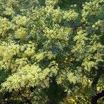 Acacia decurrens 葉