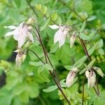 Aquilegia vulgaris Habit