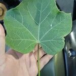 Jatropha curcas Blatt