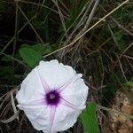 Ipomoea blepharophylla Цвят