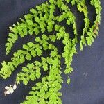 Adiantum concinnum Muu