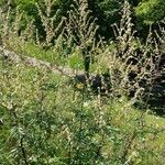 Artemisia vulgaris ശീലം