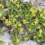 Salix serpillifolia Elinympäristö