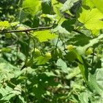 Ribes cynosbati Fruit