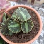 Begonia cleopatrae Leaf