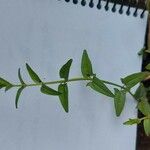 Scutellaria racemosa Φύλλο