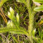 Lycopodium clavatum Flower