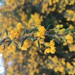 Berberis soulieanaList