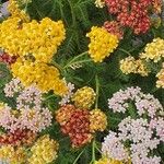 Achillea tomentosa 形态