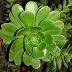 Aeonium arboreum Leaf