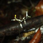 Gymnosiphon longistylus Flor