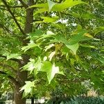 Liquidambar formosana Leaf