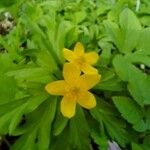 Anemonoides ranunculoidesFloare