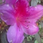 Rhododendron simsii Çiçek