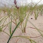 Carex arenaria Alkat (teljes növény)