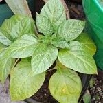 Capsicum chinense Leaf